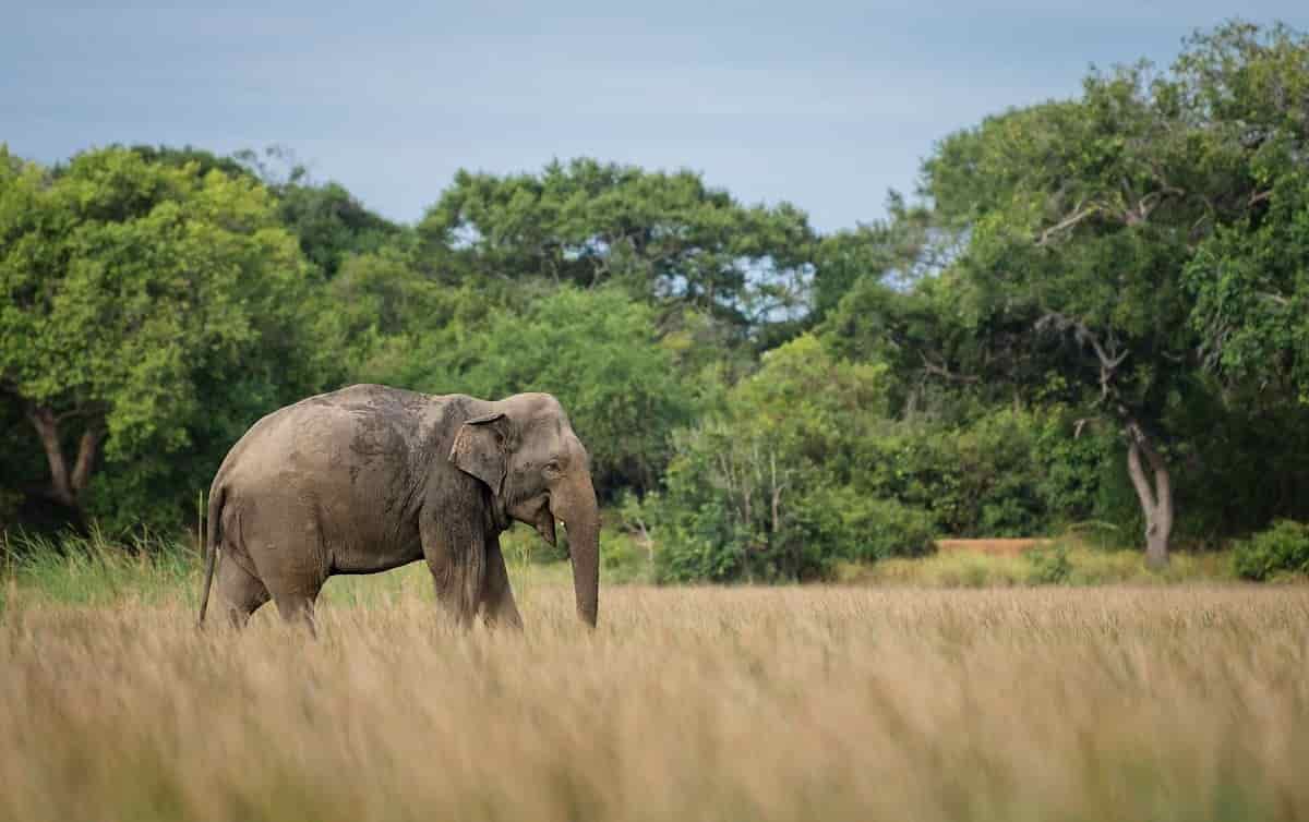 Lahugala Kitulana National Park