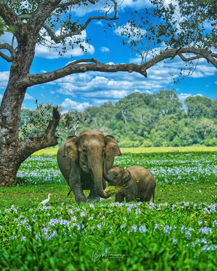Safari Experience