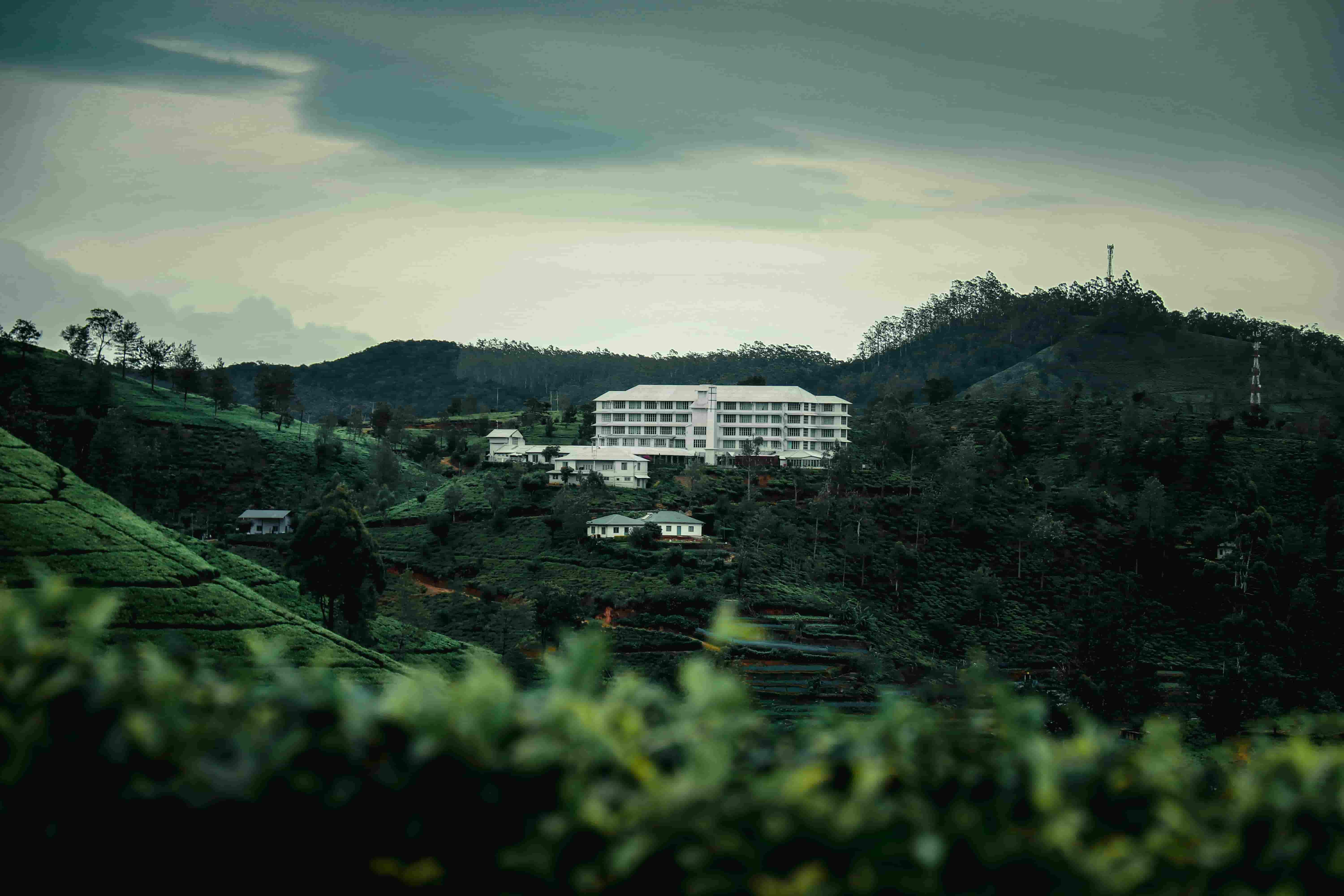 Tea Factory