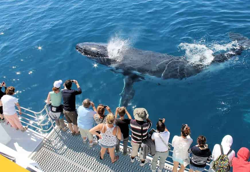 Whales and Dolphins Watching